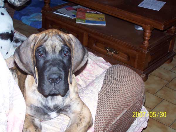 Cole Du jardin de l'olympe