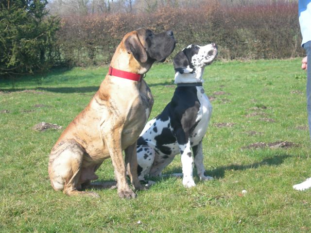 Cole Du jardin de l'olympe
