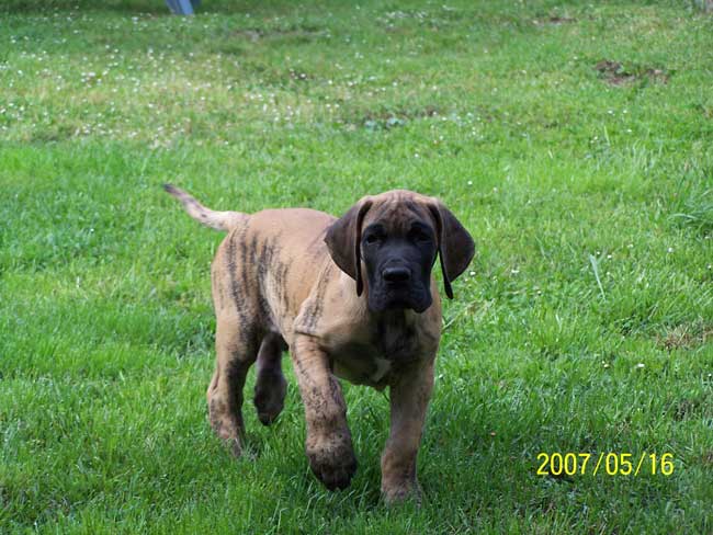 Cole Du jardin de l'olympe