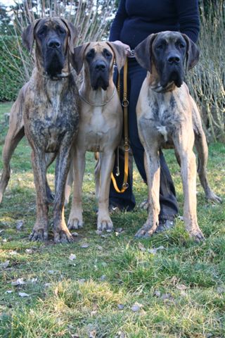 Cole Du jardin de l'olympe