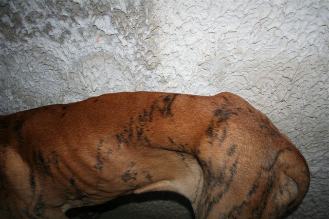 Cole Du jardin de l'olympe