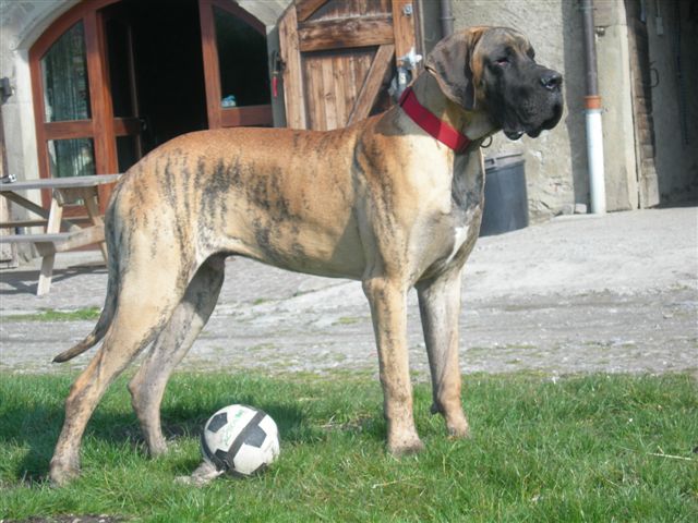 Cole Du jardin de l'olympe