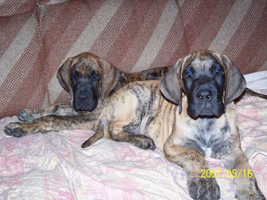 Cole Du jardin de l'olympe