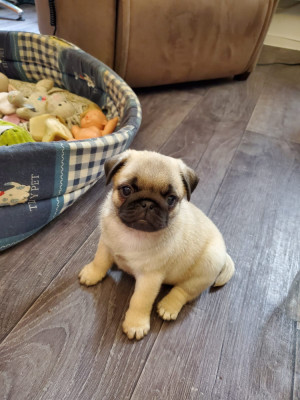 Les chiots de Carlin