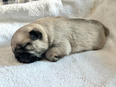 Les chiots de Carlin