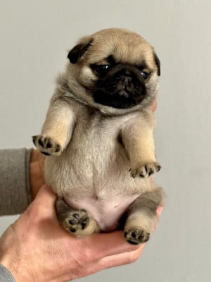 Les chiots de Carlin