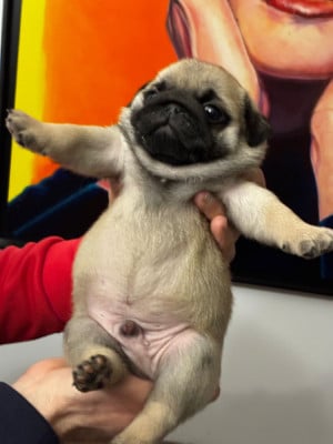 Les chiots de Carlin