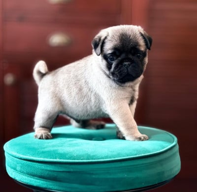 Les chiots de Carlin