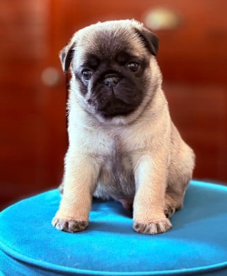 Les chiots de Carlin