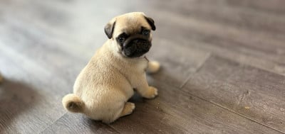 Les chiots de Carlin