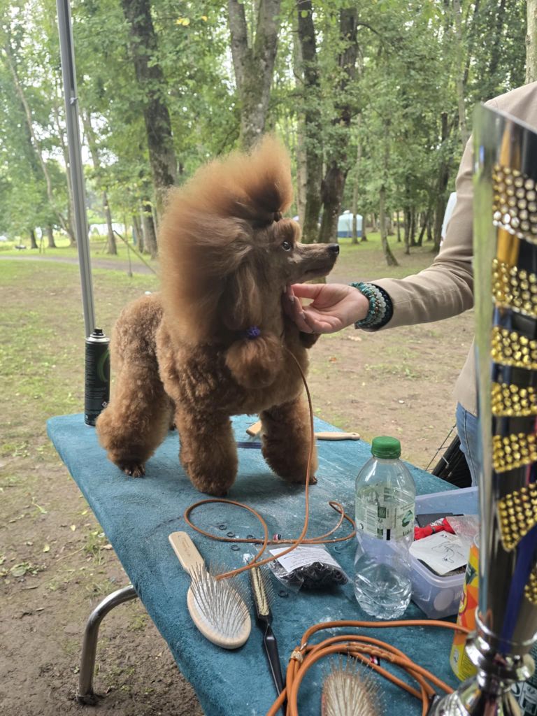 CH. giulfo Emerald-f