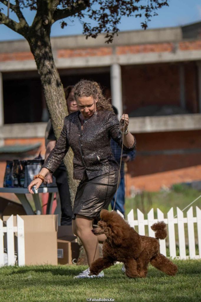 CH. giulfo Emerald-f