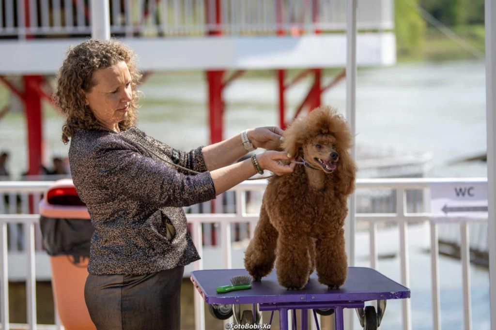 CH. giulfo Emerald-f