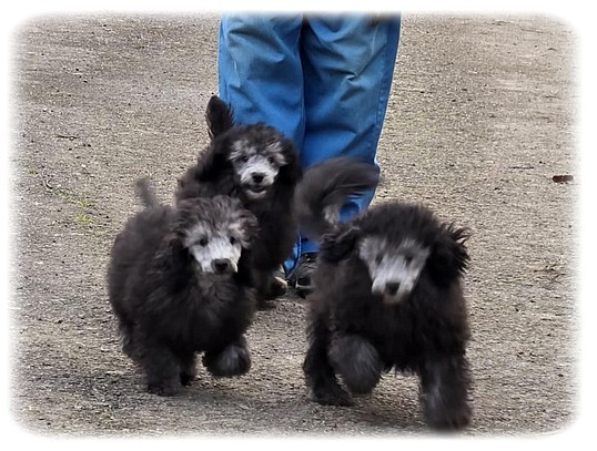 Caniche - de la Cascade Saint Nicolas