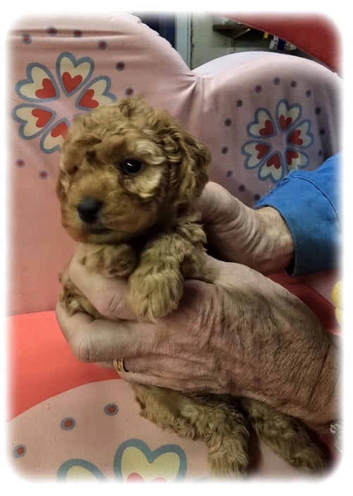 Caniche - de la Cascade Saint Nicolas