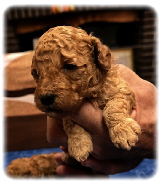 Chiot N°1 - Caniche