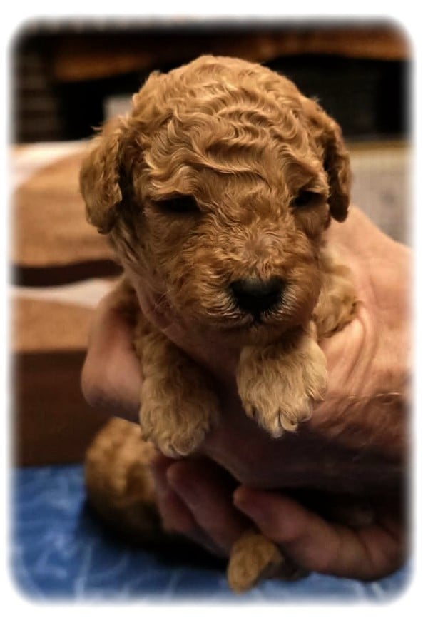 Chiot N°2 - Caniche
