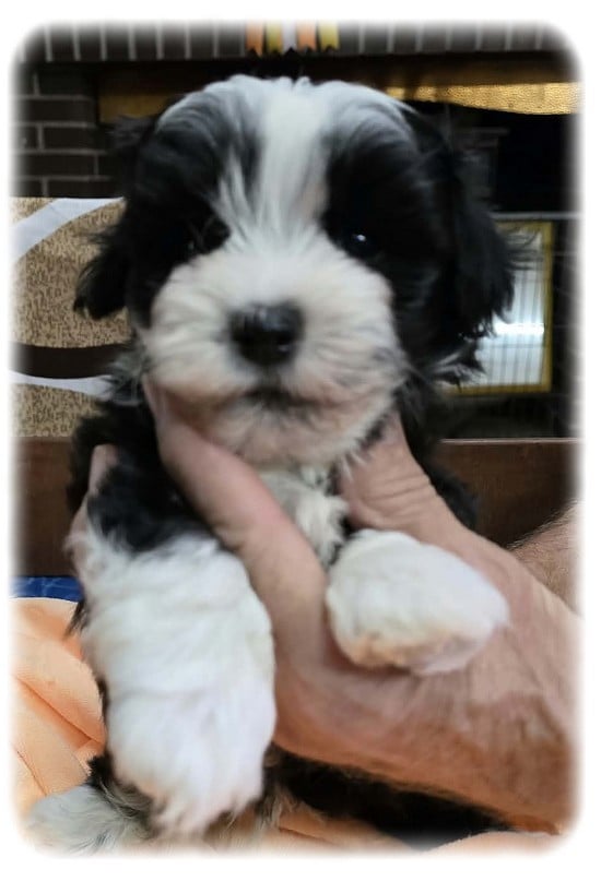 BALOU