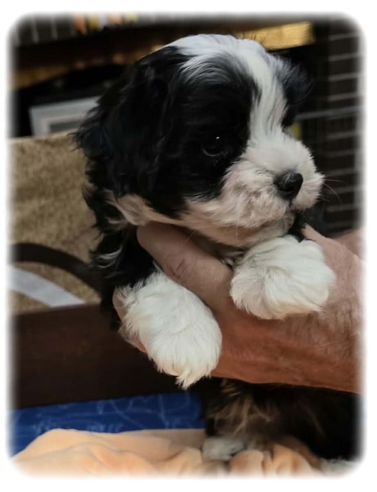 BALOU