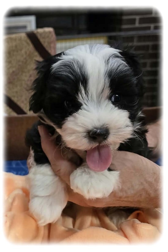 BALOU