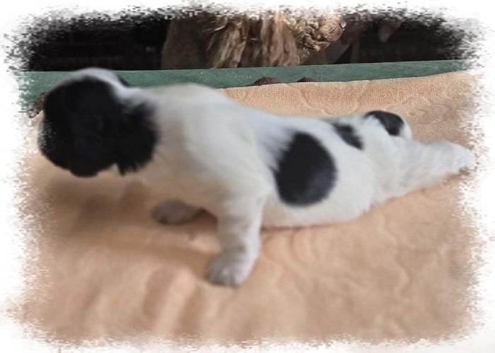 B..... - Bichon Havanais