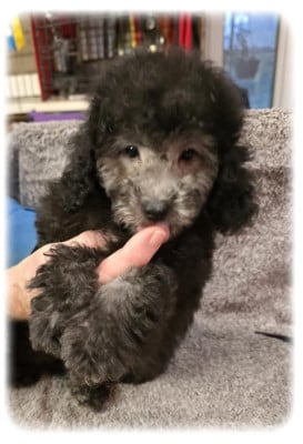 Les chiots de Caniche