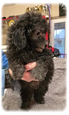 Les chiots de Caniche