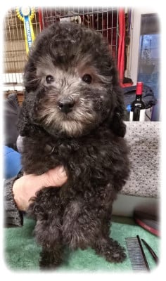 Les chiots de Caniche