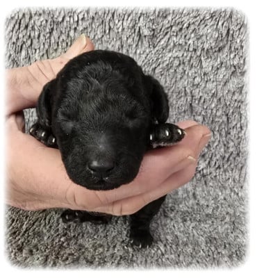 Les chiots de Caniche