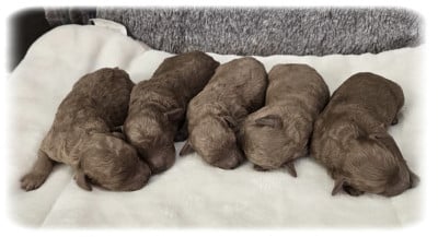 Les chiots de Caniche