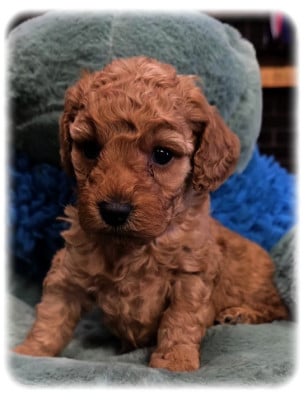 Les chiots de Caniche