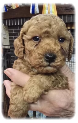 Les chiots de Caniche