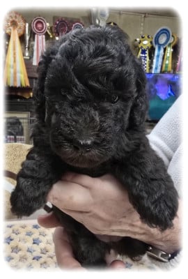 Les chiots de Caniche