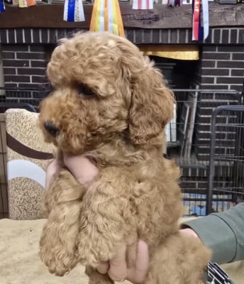 Les chiots de Caniche