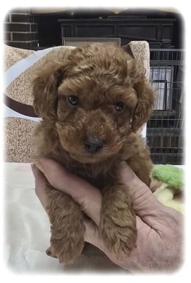 Les chiots de Caniche