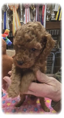 Les chiots de Caniche