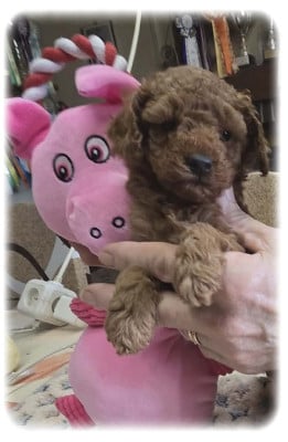 Les chiots de Caniche