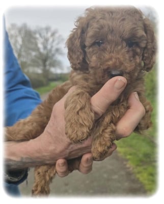 Les chiots de Caniche