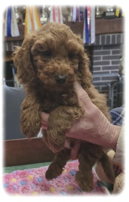 Les chiots de Caniche