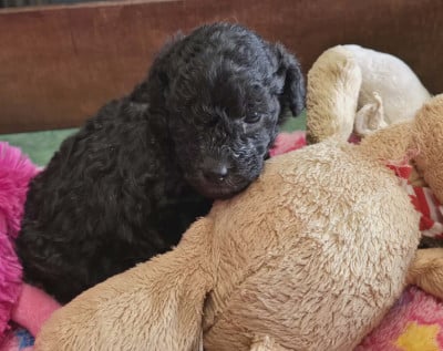 Les chiots de Caniche