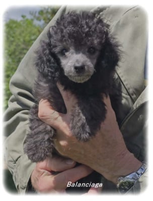 Les chiots de Caniche