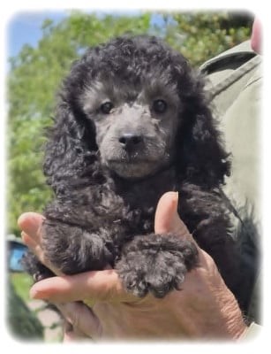 Les chiots de Caniche