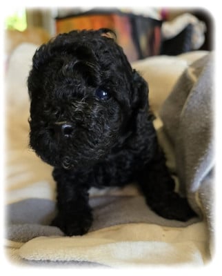 Les chiots de Caniche