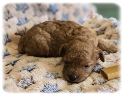 Les chiots de Caniche