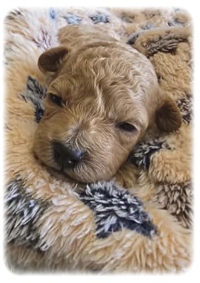 Les chiots de Caniche