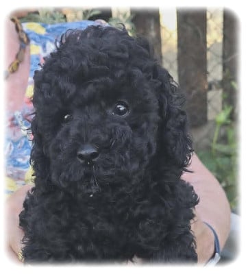 Les chiots de Caniche