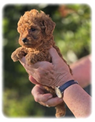 Les chiots de Caniche