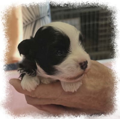 Les chiots de Bichon Havanais