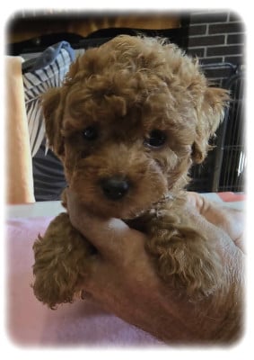 Les chiots de Caniche