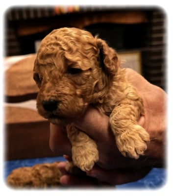 Les chiots de Caniche